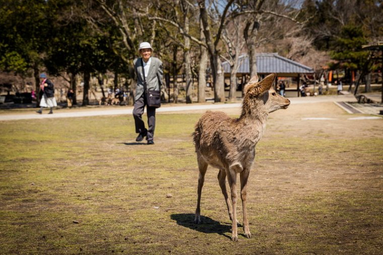 53 Nara.jpg